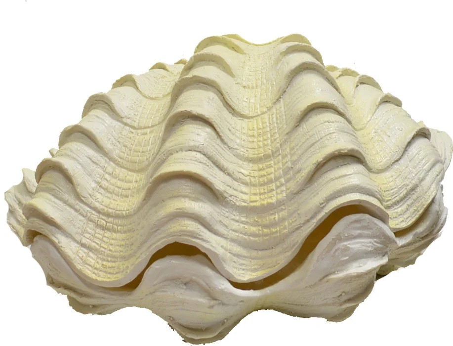 Large Resin Clam 2 Piece White Finish 13”W Large Sculpture
